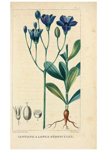 Reproducción/Reproduction 6005391196: Flore pittoresque et médicale des Antilles v.1 Paris Pichard,1821-1829