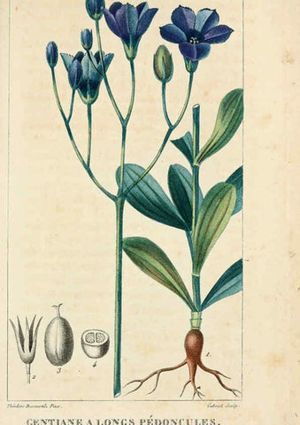 Reproducción/Reproduction 6005391196: Flore pittoresque et médicale des Antilles v.1 Paris Pichard,1821-1829
