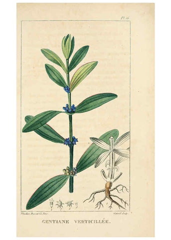 Reproducción/Reproduction 6004846581: Flore pittoresque et médicale des Antilles v.1 Paris Pichard,1821-1829
