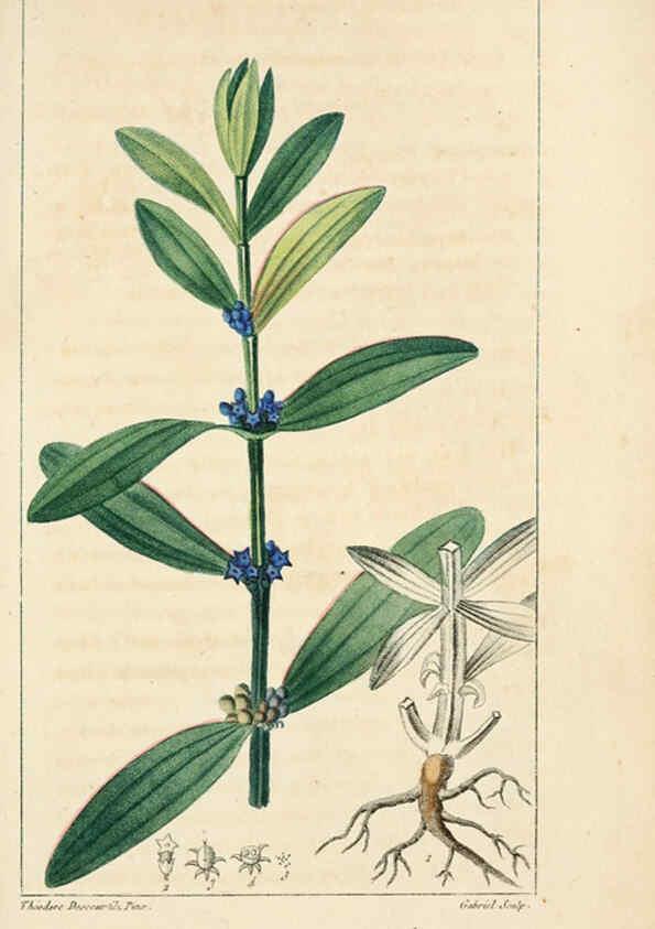 Reproducción/Reproduction 6004846581: Flore pittoresque et médicale des Antilles v.1 Paris Pichard,1821-1829