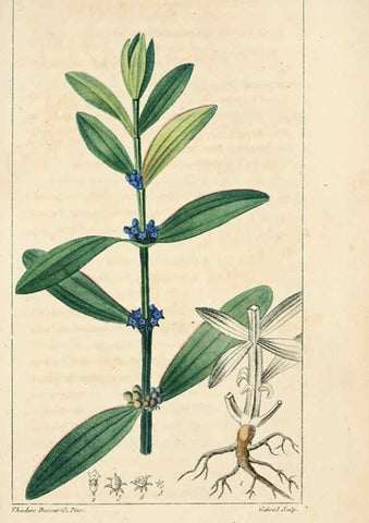 Reproducción/Reproduction 6004846581: Flore pittoresque et médicale des Antilles v.1 Paris Pichard,1821-1829