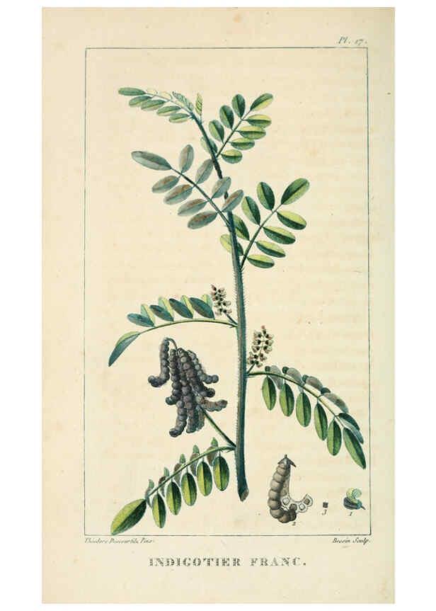 Reproducción/Reproduction 6005391660: Flore pittoresque et médicale des Antilles v.1 Paris Pichard,1821-1829