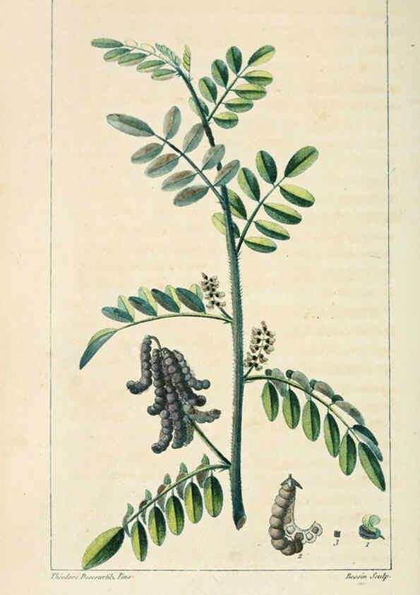 Reproducción/Reproduction 6005391660: Flore pittoresque et médicale des Antilles v.1 Paris Pichard,1821-1829