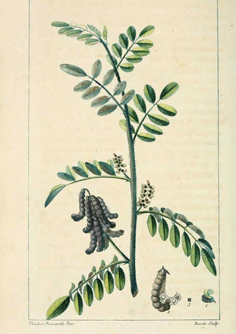 Reproducción/Reproduction 6005391660: Flore pittoresque et médicale des Antilles v.1 Paris Pichard,1821-1829