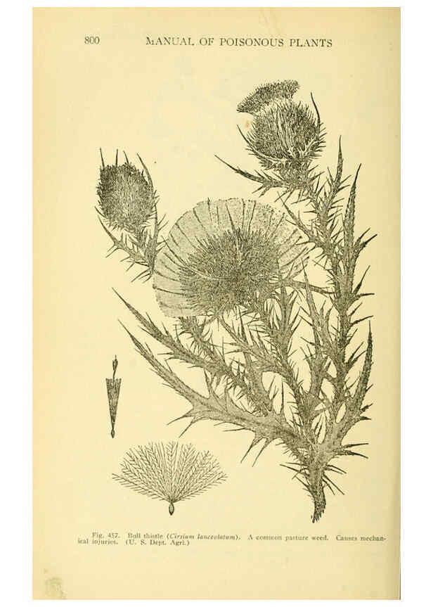 Reproducción/Reproduction 6005315336: A manual of poisonous plants Cedar Rapids, Ia. :The Torch Press,1910-11