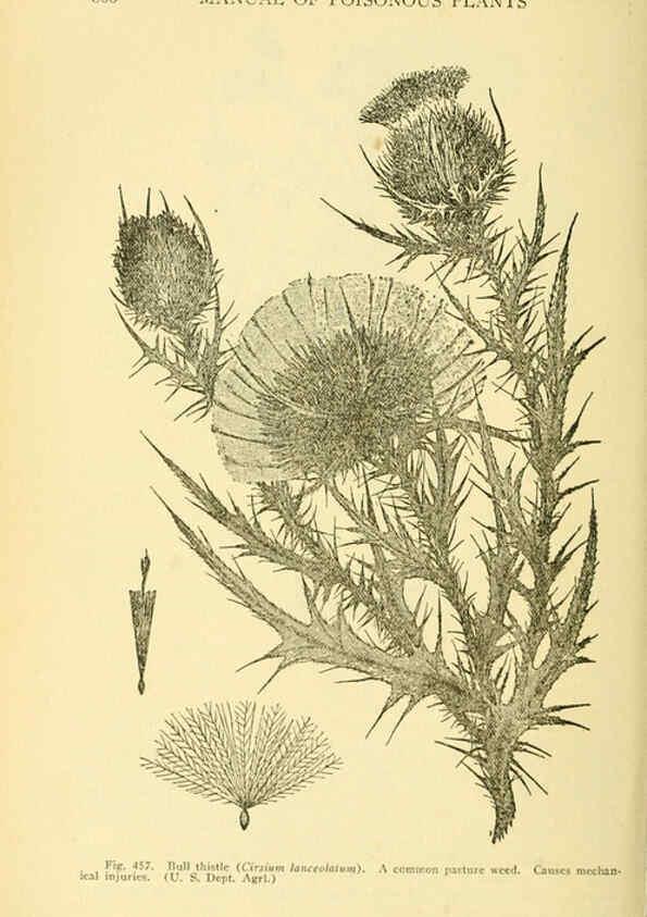 Reproducción/Reproduction 6005315336: A manual of poisonous plants Cedar Rapids, Ia. :The Torch Press,1910-11