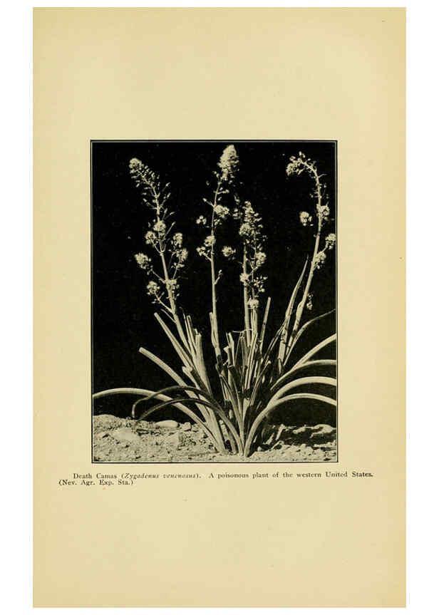Reproducción/Reproduction 6005310388: A manual of poisonous plants Cedar Rapids, Ia. :The Torch Press,1910-11
