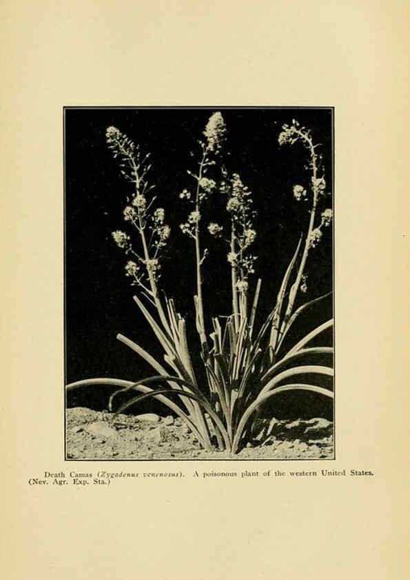 Reproducción/Reproduction 6005310388: A manual of poisonous plants Cedar Rapids, Ia. :The Torch Press,1910-11