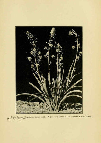 Reproducción/Reproduction 6005310388: A manual of poisonous plants Cedar Rapids, Ia. :The Torch Press,1910-11
