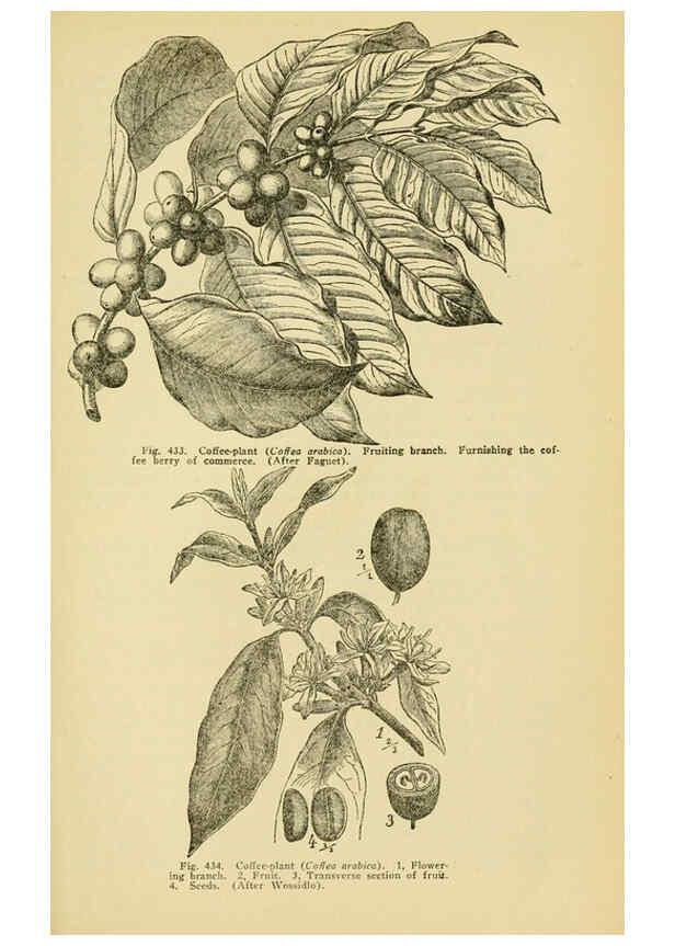 Reproducción/Reproduction 6004769627: A manual of poisonous plants Cedar Rapids, Ia. :The Torch Press,1910-11