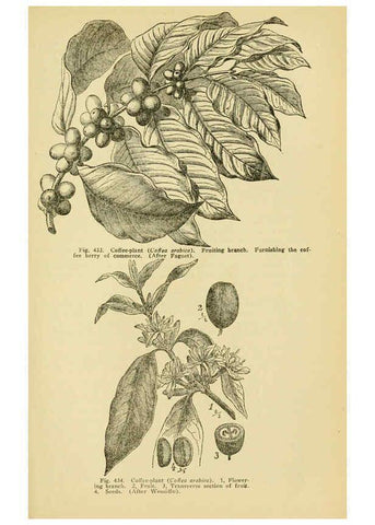 Reproducción/Reproduction 6004769627: A manual of poisonous plants Cedar Rapids, Ia. :The Torch Press,1910-11