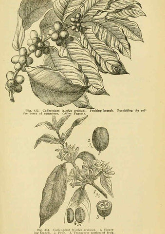 Reproducción/Reproduction 6004769627: A manual of poisonous plants Cedar Rapids, Ia. :The Torch Press,1910-11