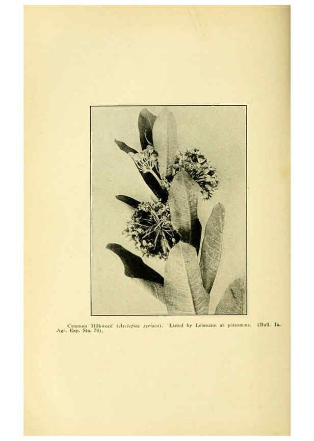Reproducción/Reproduction 6004769217: A manual of poisonous plants Cedar Rapids, Ia. :The Torch Press,1910-11