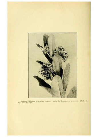 Reproducción/Reproduction 6004769217: A manual of poisonous plants Cedar Rapids, Ia. :The Torch Press,1910-11