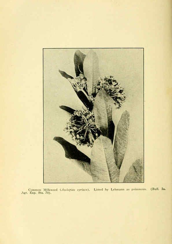 Reproducción/Reproduction 6004769217: A manual of poisonous plants Cedar Rapids, Ia. :The Torch Press,1910-11