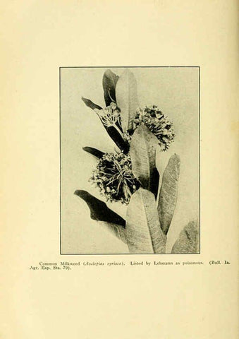 Reproducción/Reproduction 6004769217: A manual of poisonous plants Cedar Rapids, Ia. :The Torch Press,1910-11