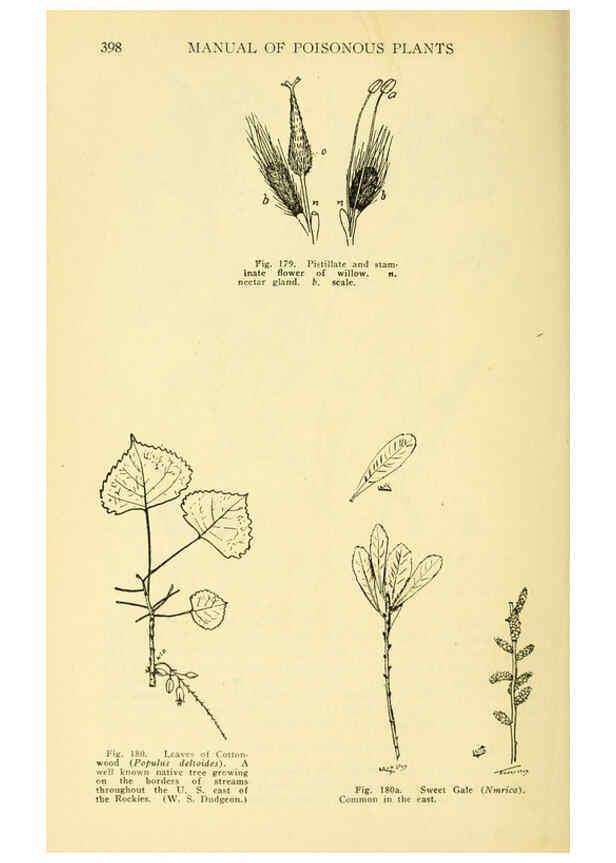 Reproducción/Reproduction 6004765363: A manual of poisonous plants Cedar Rapids, Ia. :The Torch Press,1910-11