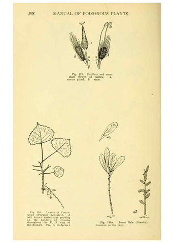 Reproducción/Reproduction 6004765363: A manual of poisonous plants Cedar Rapids, Ia. :The Torch Press,1910-11
