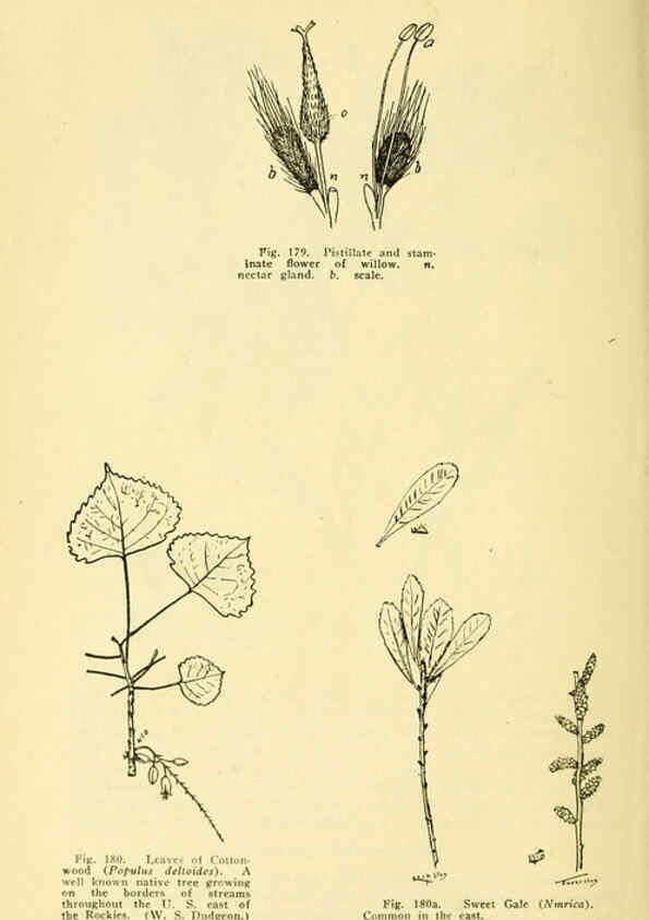 Reproducción/Reproduction 6004765363: A manual of poisonous plants Cedar Rapids, Ia. :The Torch Press,1910-11