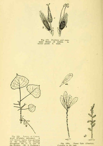 Reproducción/Reproduction 6004765363: A manual of poisonous plants Cedar Rapids, Ia. :The Torch Press,1910-11