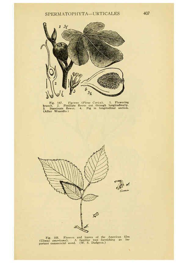 Reproducción/Reproduction 6004765815: A manual of poisonous plants Cedar Rapids, Ia. :The Torch Press,1910-11