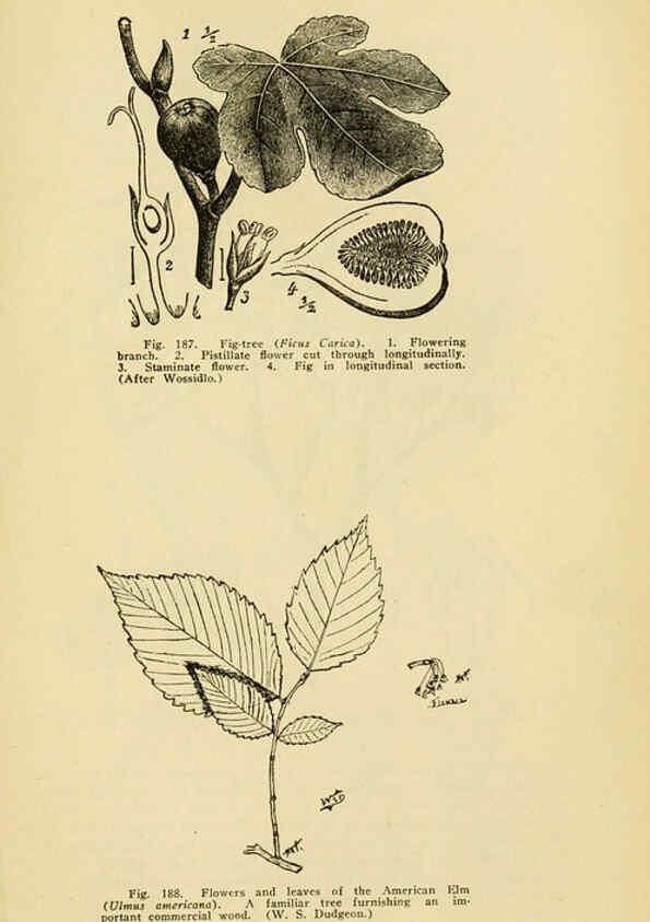 Reproducción/Reproduction 6004765815: A manual of poisonous plants Cedar Rapids, Ia. :The Torch Press,1910-11