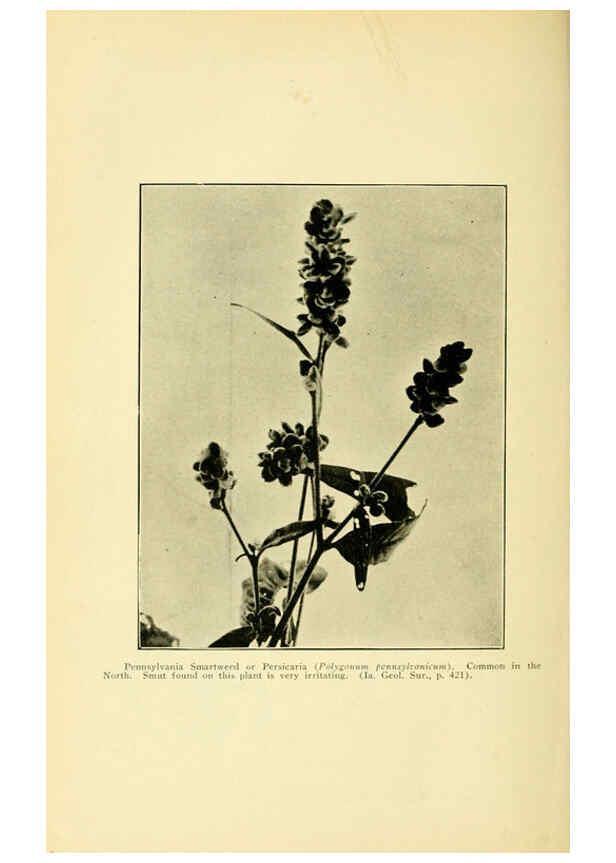 Reproducción/Reproduction 6005311434: A manual of poisonous plants Cedar Rapids, Ia. :The Torch Press,1910-11