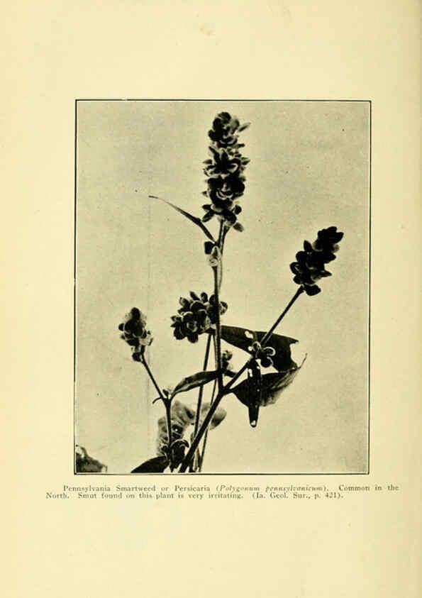 Reproducción/Reproduction 6005311434: A manual of poisonous plants Cedar Rapids, Ia. :The Torch Press,1910-11