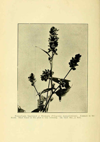 Reproducción/Reproduction 6005311434: A manual of poisonous plants Cedar Rapids, Ia. :The Torch Press,1910-11