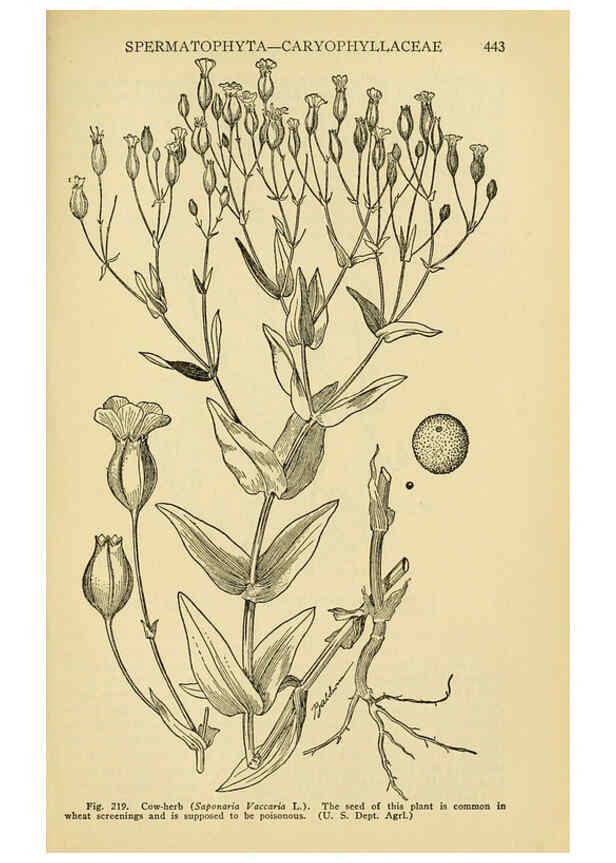 Reproducción/Reproduction 6004766223: A manual of poisonous plants Cedar Rapids, Ia. :The Torch Press,1910-11