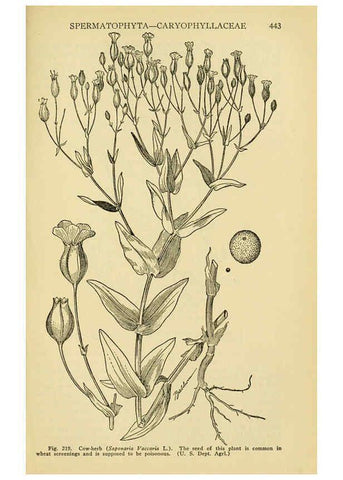 Reproducción/Reproduction 6004766223: A manual of poisonous plants Cedar Rapids, Ia. :The Torch Press,1910-11