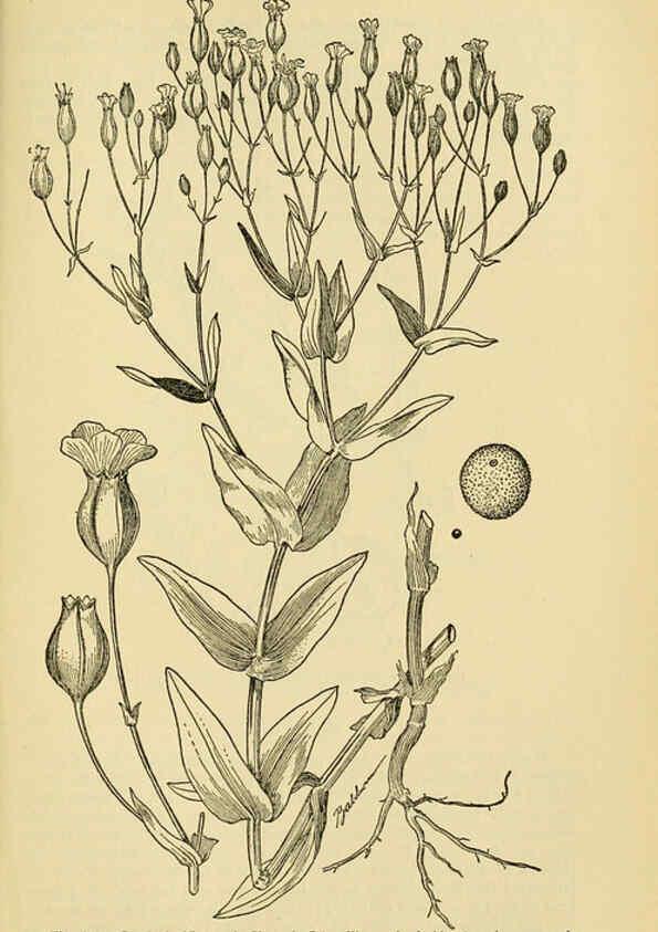 Reproducción/Reproduction 6004766223: A manual of poisonous plants Cedar Rapids, Ia. :The Torch Press,1910-11