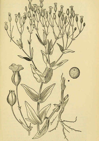 Reproducción/Reproduction 6004766223: A manual of poisonous plants Cedar Rapids, Ia. :The Torch Press,1910-11