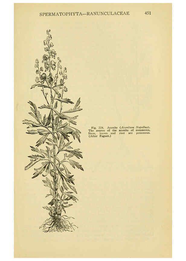 Reproducción/Reproduction 6005311838: A manual of poisonous plants Cedar Rapids, Ia. :The Torch Press,1910-11