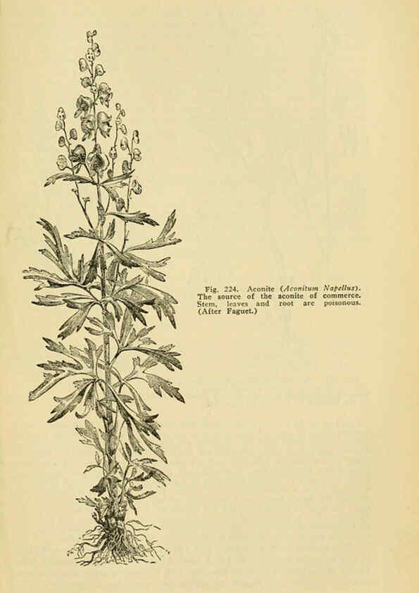 Reproducción/Reproduction 6005311838: A manual of poisonous plants Cedar Rapids, Ia. :The Torch Press,1910-11