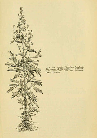 Reproducción/Reproduction 6005311838: A manual of poisonous plants Cedar Rapids, Ia. :The Torch Press,1910-11