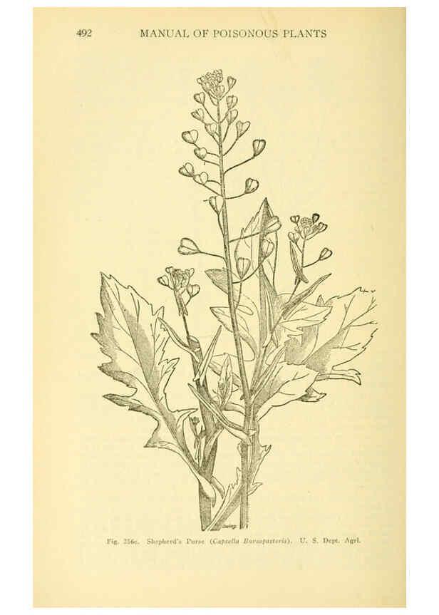 Reproducción/Reproduction 6004766577: A manual of poisonous plants Cedar Rapids, Ia. :The Torch Press,1910-11