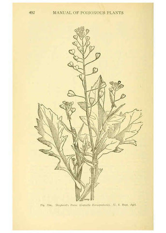 Reproducción/Reproduction 6004766577: A manual of poisonous plants Cedar Rapids, Ia. :The Torch Press,1910-11