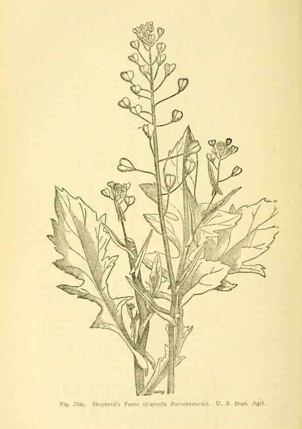 Reproducción/Reproduction 6004766577: A manual of poisonous plants Cedar Rapids, Ia. :The Torch Press,1910-11
