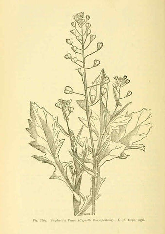 Reproducción/Reproduction 6004766577: A manual of poisonous plants Cedar Rapids, Ia. :The Torch Press,1910-11