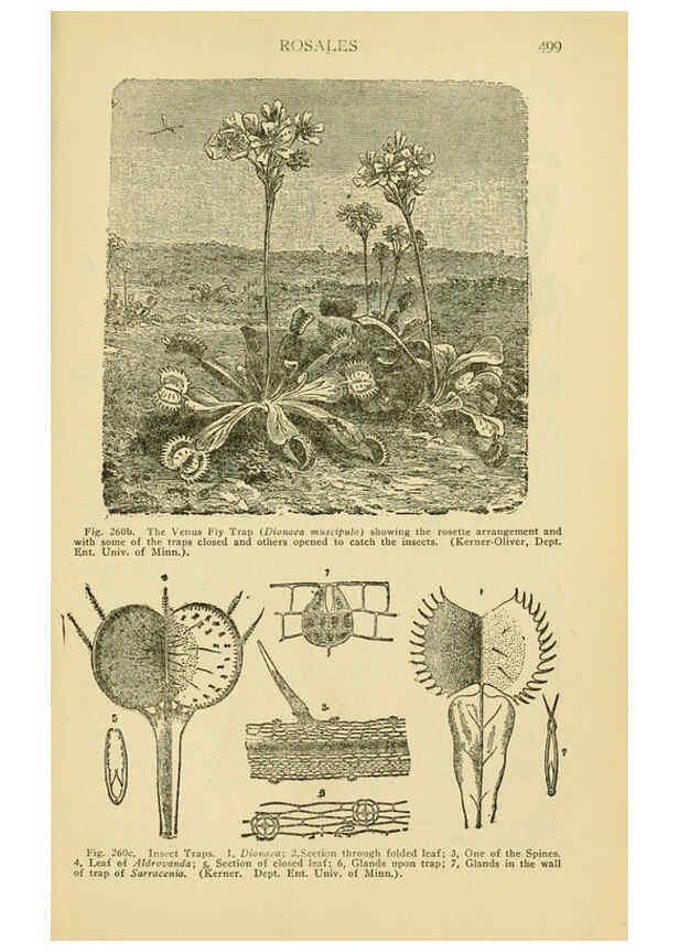 Reproducción/Reproduction 6005312260: A manual of poisonous plants Cedar Rapids, Ia. :The Torch Press,1910-11