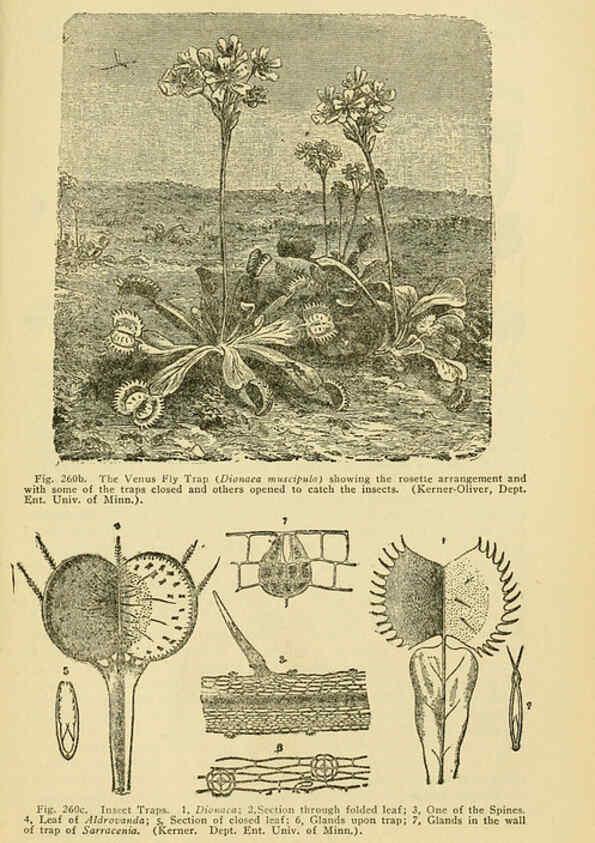 Reproducción/Reproduction 6005312260: A manual of poisonous plants Cedar Rapids, Ia. :The Torch Press,1910-11