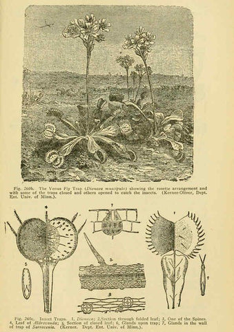 Reproducción/Reproduction 6005312260: A manual of poisonous plants Cedar Rapids, Ia. :The Torch Press,1910-11