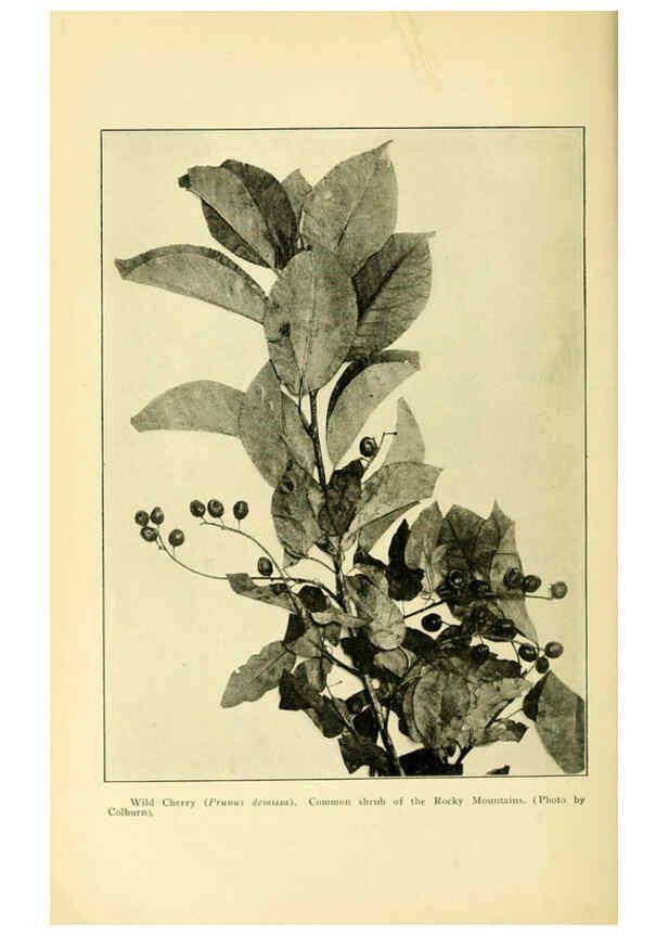 Reproducción/Reproduction 6005312444: A manual of poisonous plants Cedar Rapids, Ia. :The Torch Press,1910-11