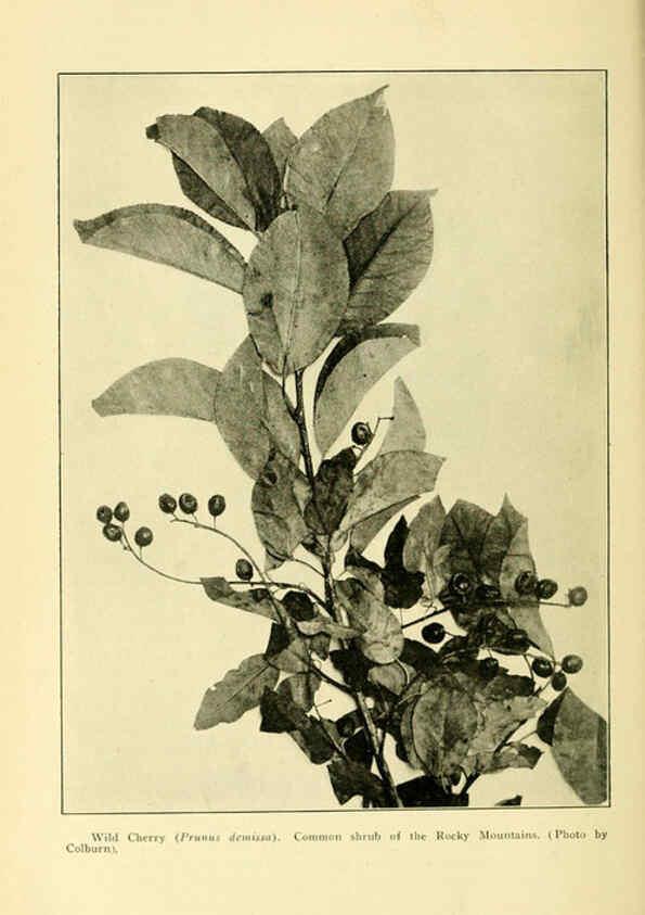 Reproducción/Reproduction 6005312444: A manual of poisonous plants Cedar Rapids, Ia. :The Torch Press,1910-11