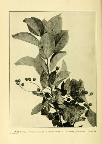 Reproducción/Reproduction 6005312444: A manual of poisonous plants Cedar Rapids, Ia. :The Torch Press,1910-11