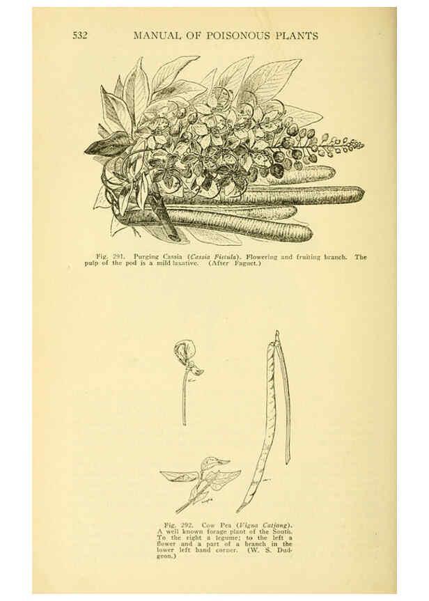 Reproducción/Reproduction 6005312710: A manual of poisonous plants Cedar Rapids, Ia. :The Torch Press,1910-11