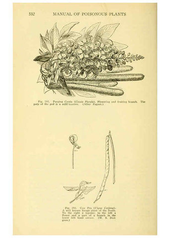 Reproducción/Reproduction 6005312710: A manual of poisonous plants Cedar Rapids, Ia. :The Torch Press,1910-11