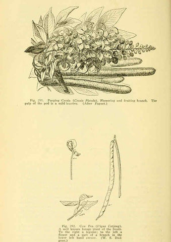Reproducción/Reproduction 6005312710: A manual of poisonous plants Cedar Rapids, Ia. :The Torch Press,1910-11