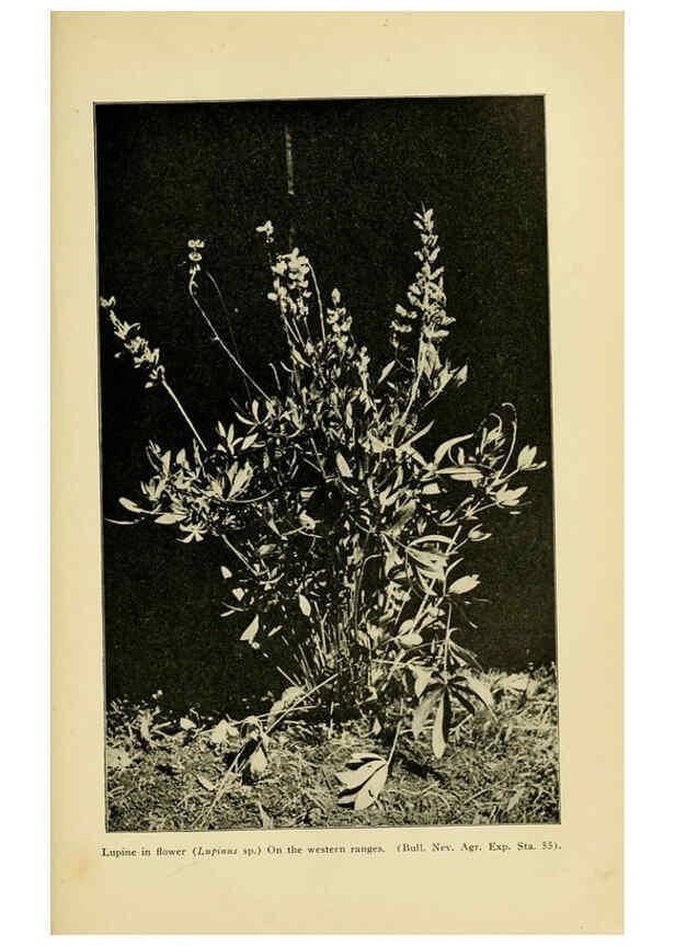 Reproducción/Reproduction 6005312932: A manual of poisonous plants Cedar Rapids, Ia. :The Torch Press,1910-11